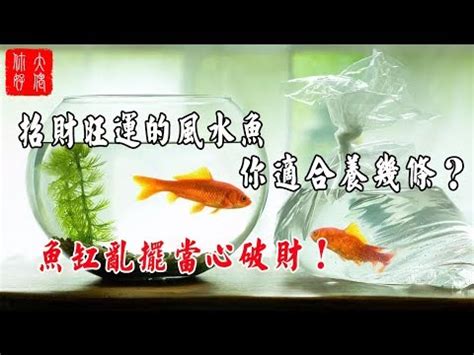 招財風水魚|【招財風水魚】養招財風水魚秘笈！五行配對、顏色挑選、種類詳。